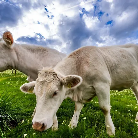 Gaestehaus Seewald- 6 